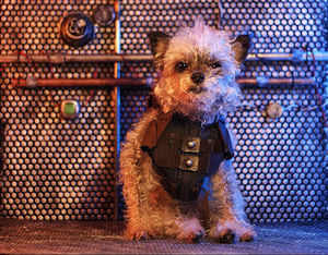 Meet your Posher, Luis